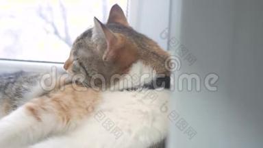 搞笑视频猫猫清理羊毛.. 猫互相舔猫。 慢动作视频。 猫的梳理和舔对方